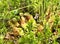 Pitcher plants flowering Black Moshannon State Park, Philipsburg, PA.