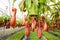 Pitcher plants in a greenhouse