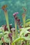 Pitcher plants (Nepenthes)