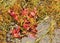 Pitcher plants and sphagnum moss in a wetland bog