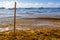 Pitchfork rake broom seaweed sargazo beach Playa del Carmen Mexico