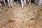 Pitchfork on straw bedding with cows