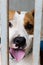 Pitiable Pit bull terrier dog in the cage