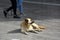 Pitiable stray dog in greece