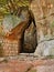 Pitigliano, Grosseto, Tuscany, Italy: the Via Cava of Saint Joseph, Etruscan trench dug into the tuff rock
