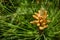 Pitsunda pine Pinus brutia pityusa in bloom. Close-up of bud pollination pinecone on pinus branches. Sunny day in spring garden