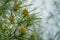 Pitsunda pine Pinus brutia pityusa in bloom. Close-up of bud pollination pinecone on pinus branches. Sunny day in spring garden