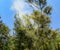 Pitsunda pine Pinus brutia pityusa blooms and dusty in spring garden.