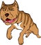 Pitt bull illustration