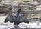 Pitt Shag, Phalacrocorax featherstoni