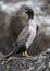Pitt Shag, Phalacrocorax featherstoni