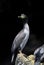 Pitt Shag, Phalacrocorax featherstoni