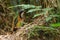 Pitta-like Ground Roller - Atelornis pittoides