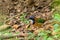 Pitta-Like Ground Roller Atelornis Pittoides, Ranomafana National Park