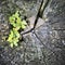 Pitted crassula growing on tree stump. Strong plant vitality.