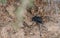 Pitted darkling beetle Adesmia cancellata found in Qatar desert. Selective focus