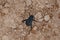 Pitted darkling beetle Adesmia cancellata found in Qatar desert. Selective focus