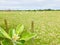 Pittosporum crassifolium, Karo grow next to the farm, field background.