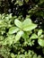 Pittosporum tenuifolium, leaves with dew. close up, Vertical photo image.