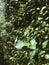 Pittosporum tenuifolium, leaves with raindrops.