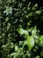 Pittosporum tenuifolium, leaves with raindrops. Vertical photo image.
