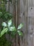 Pittosporum tenuifolium, leaves with raindrops, wooden plank as background.