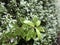 Pittosporum tenuifolium, with rain drops.