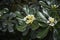 Pittosporum tobira branch with flowers