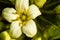 Pittosporum white flower