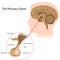 The pituitary gland