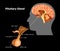 pituitary-gland