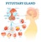 Pituitary gland anatomical vector illustration diagram, educational medical scheme