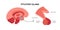 Pituitary gland anatomy