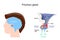 Pituitary gland anatomy. Hormones. location of hypophysis