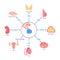 Pituitary gland hormones