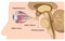 Pituitary gland and optic chiasm