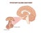 Pitutary gland anatomy illustration. Hypophysis vector