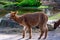 Pivdennoamekatska alpaca in the Andes