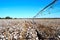 Pivot over Cotton Field Ready for Harvest