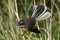 Piwakawaka New Zealand Endemic Fantail