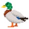 Pixel art drake. Waterfowl duck game asset. Animal vector illustration.