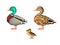 Pixel art duck family set. Duck, drake and duckling.