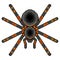 Pixel art tarantula spider detailed vector