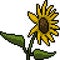 pixel art yellow sunflower bloom