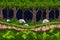 Pixel background with a dark forest, a path along the ravine and thickets of bushes with stones.