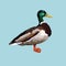 Pixel bird. Duck isolated on a blue background.