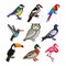 Pixel birds for games icons vector set