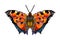 Pixel butterfly. Abstract pattern. Nymphalis polychloros.