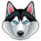 Pixel husky dog face isolated vector