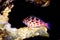 Pixy red spotted Hawkfish - Cirrhitichthys oxycephalus